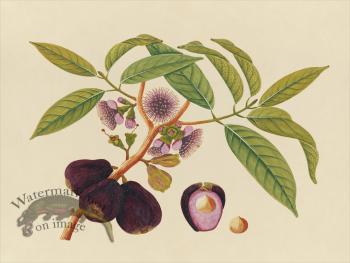 Far East Fruit and Flowers 05